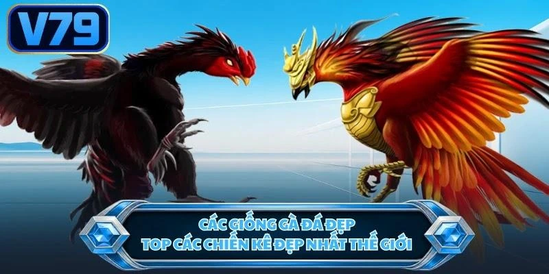 Các Giống Gà Đá Đẹp - Top Các Chiến Kê Đẹp Nhất Thế Giới